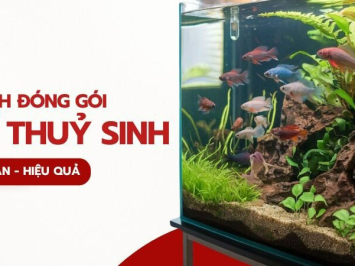Cách đóng gói bể thủy sinh khi chuyển nhà an toàn hiệu quả