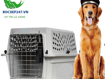 Hình ảnh bốc vác của những người lao động cực nhọc mưu sinh