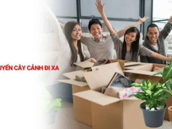 Cách vận chuyển cây cảnh đi xa an toàn